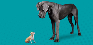 Image of a large dog looking at a small dog.