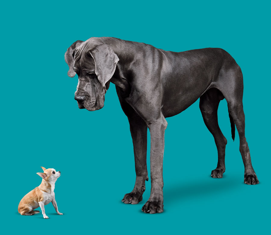 Image for Jumbo Certificate slider of a very big dog looking down at a very small dog.